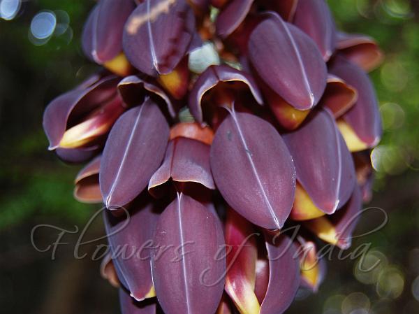 Purple Mucuna